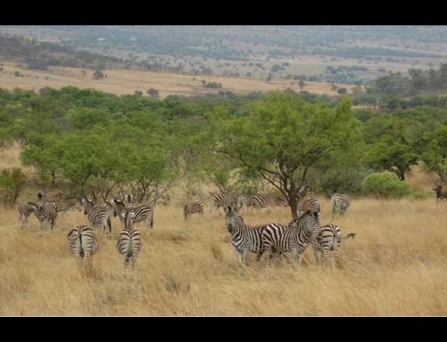 FARM FOR SALE IN CENTURION